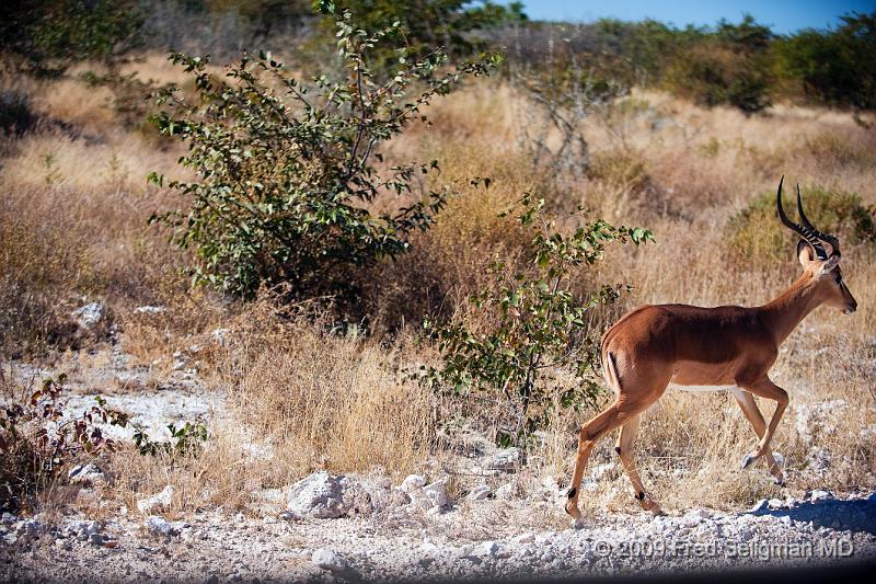 20090610_135204 D3 X1.jpg - Springbok (Gazelle)